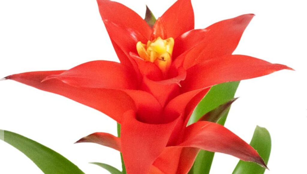 Bromeliad Scarlet Star Plant