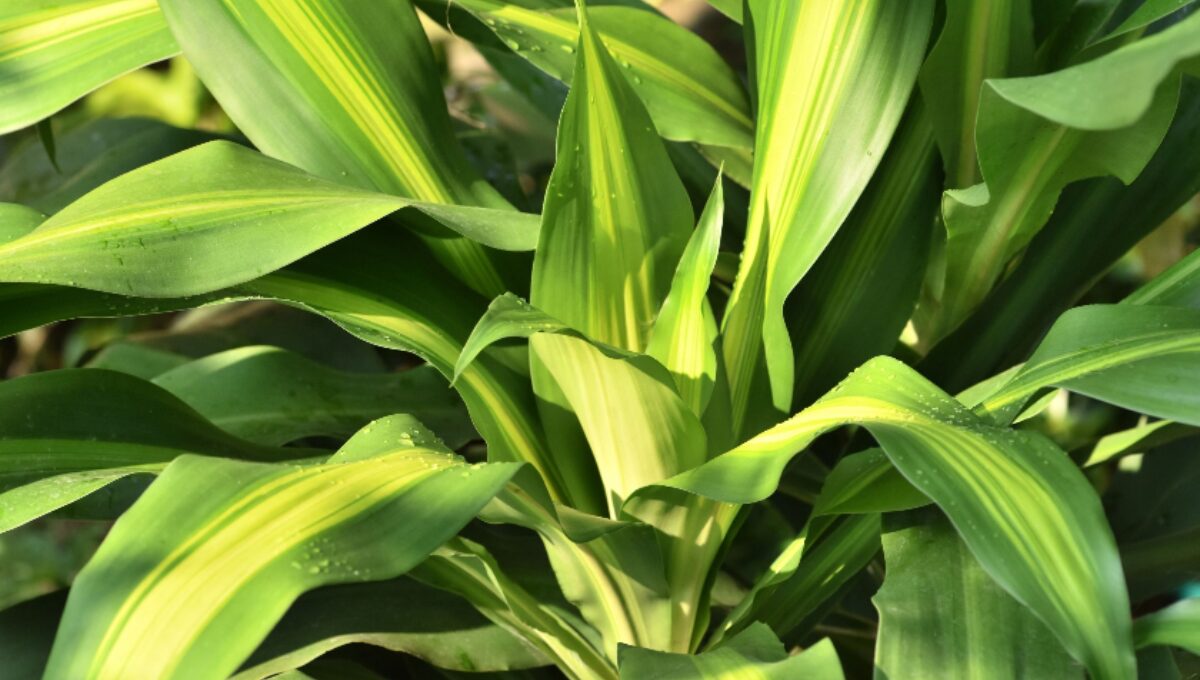 Dracaena Corn Plant