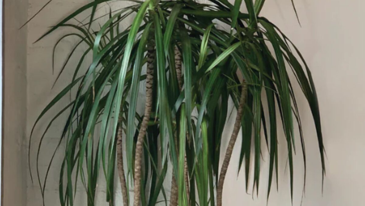 Dracaena Marginata Plant