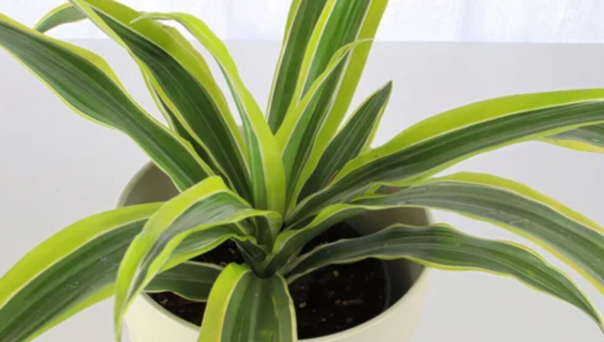 Dracaena Reflexa Song of India