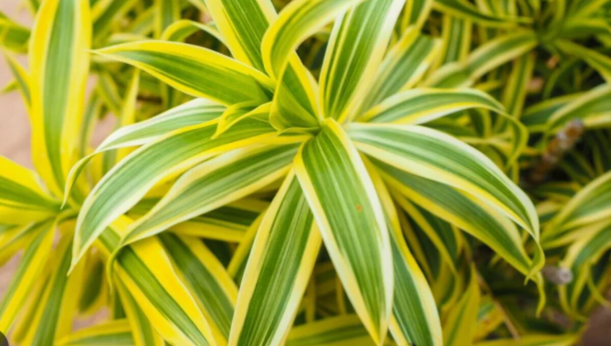 Dracaena Reflexa Song of India