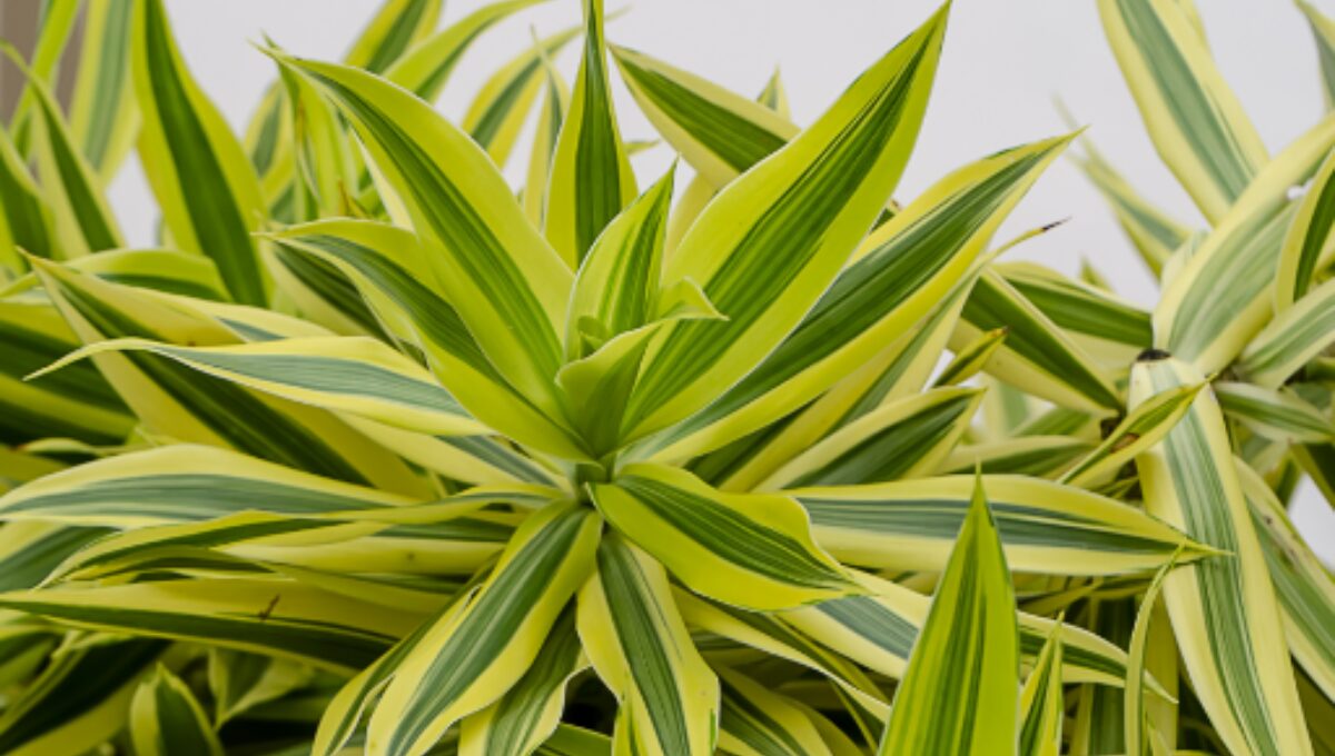 Dracaena Reflexa Song of India