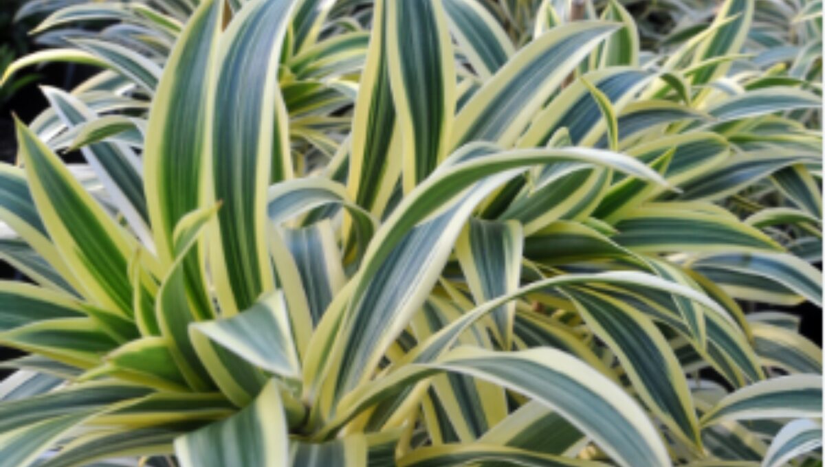 Dracaena Reflexa Song of India