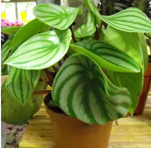 Peperomia