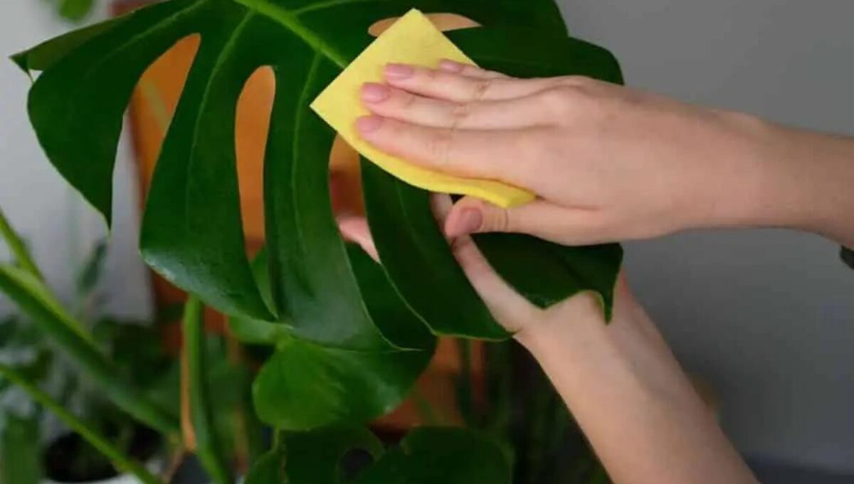 Cleaning Guide for Indoor Plants