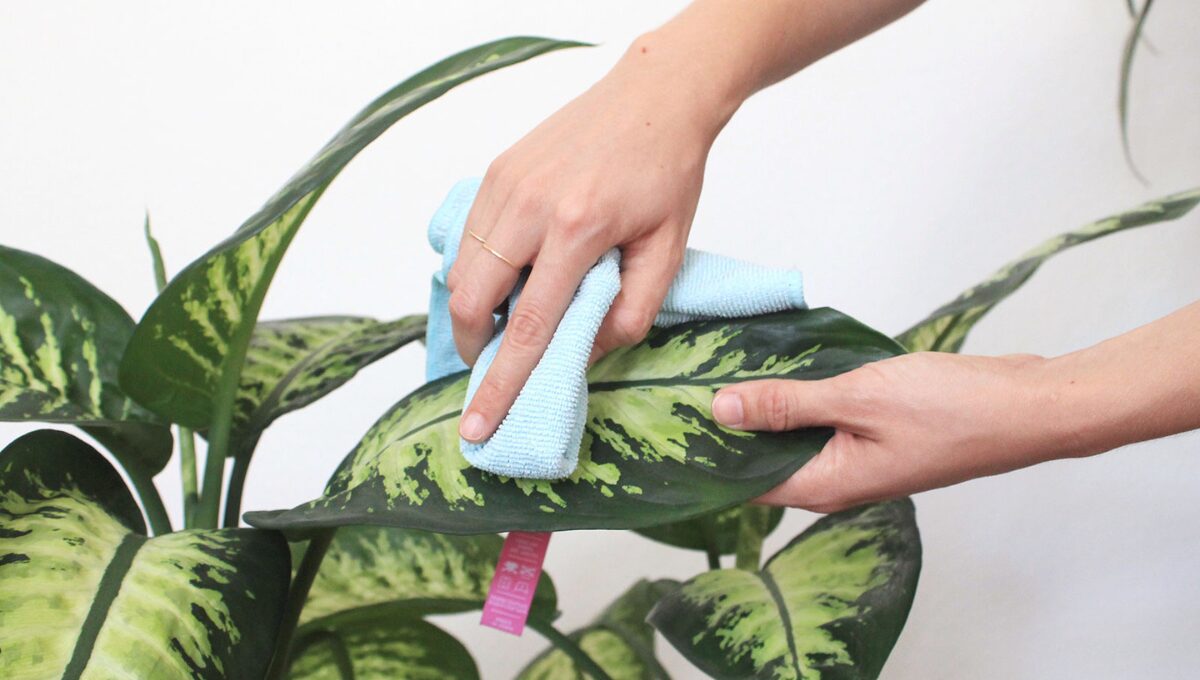 Cleaning Guide for Indoor Plants