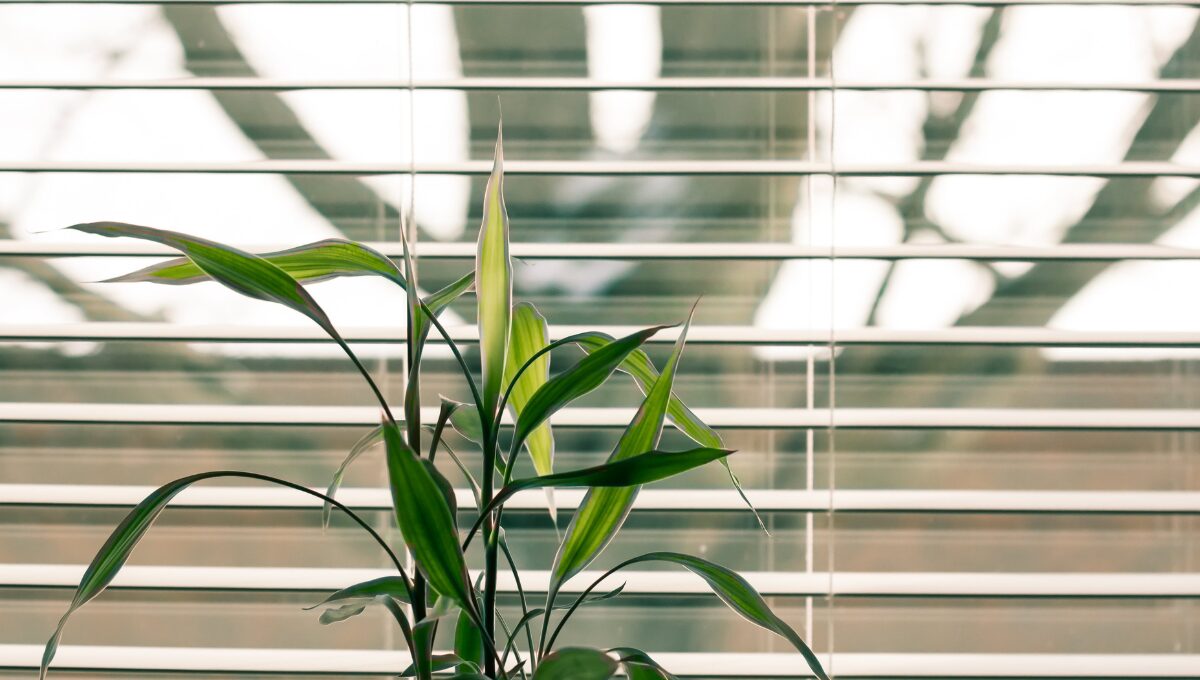 Indoor Plants Lighting Guide