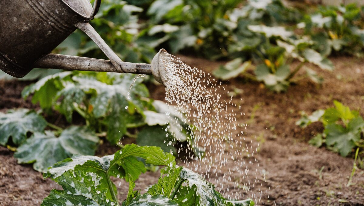 Watering Indoor Plants