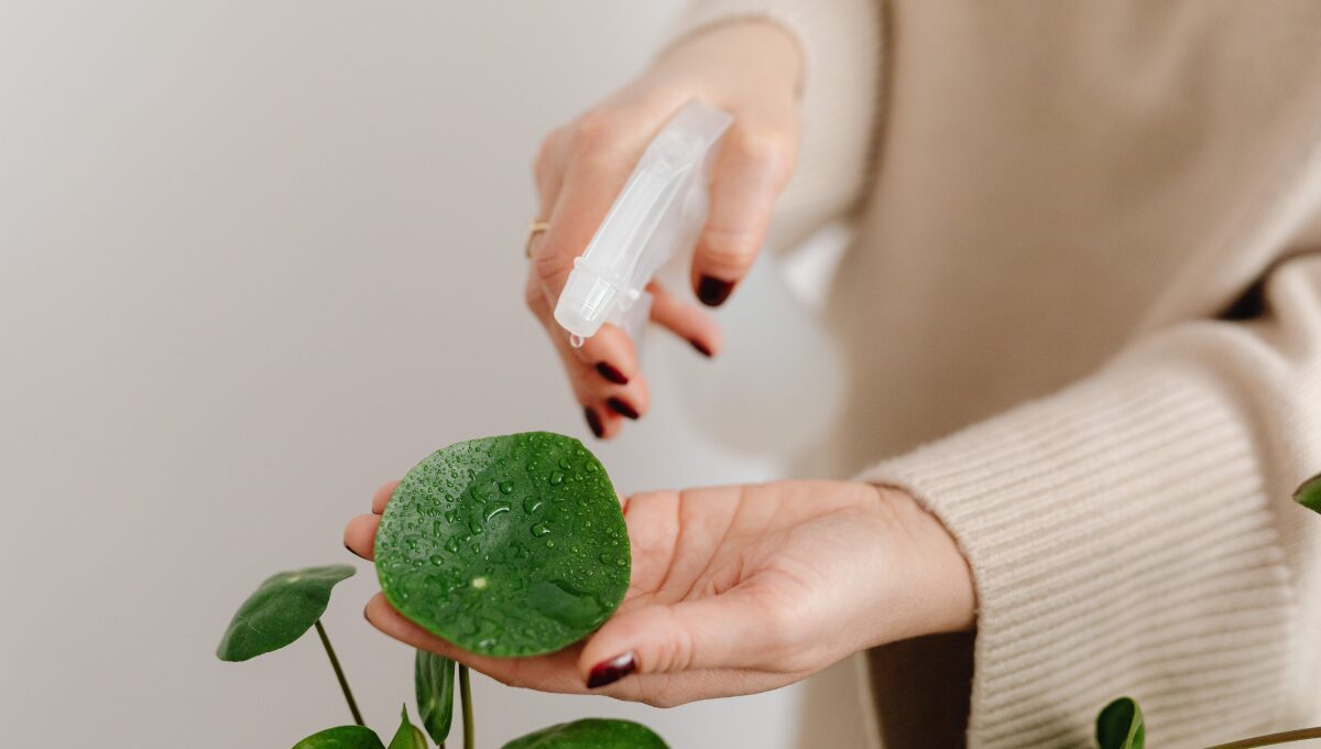 Watering Indoor Plants