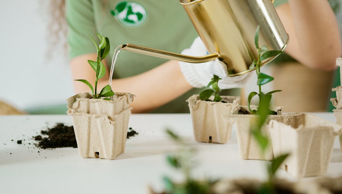 Watering Indoor Plants