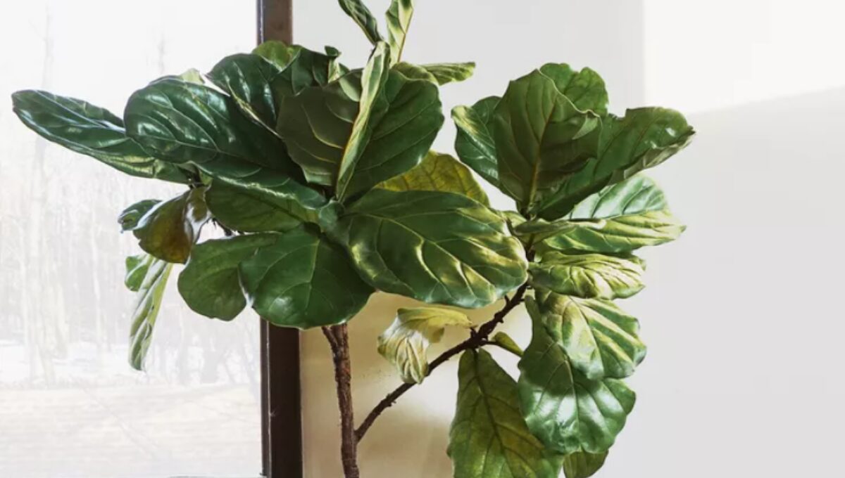 15 Most Popular Indoor Plants