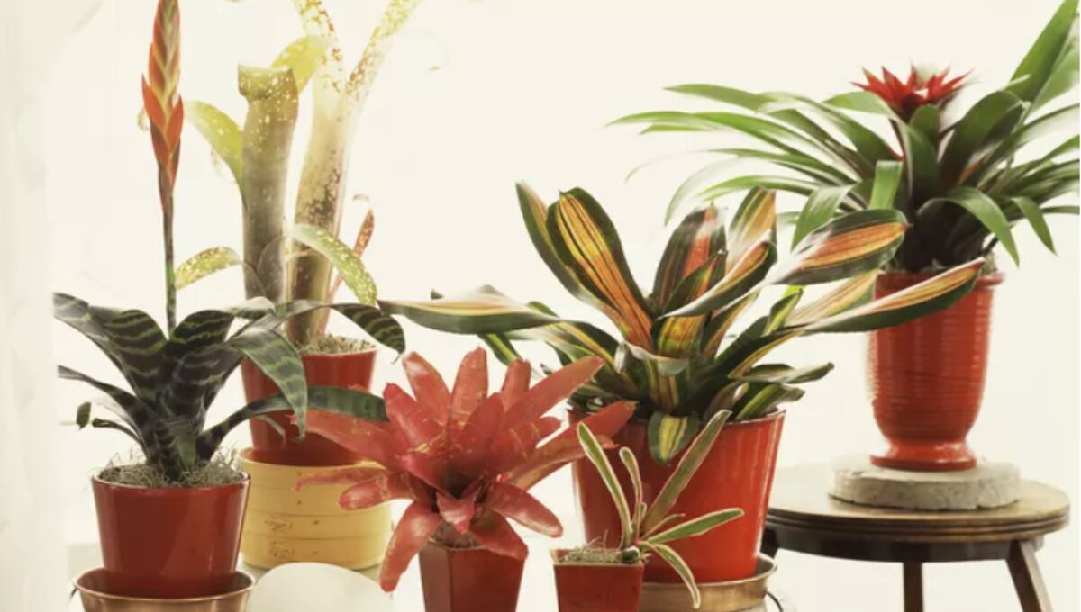 15 Most Popular Indoor Plants