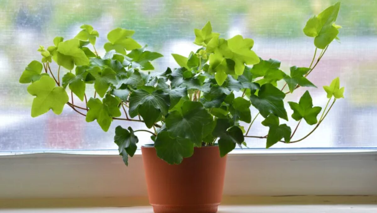 15 Most Popular Indoor Plants