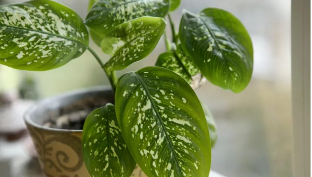 15 Most Popular Indoor Plants