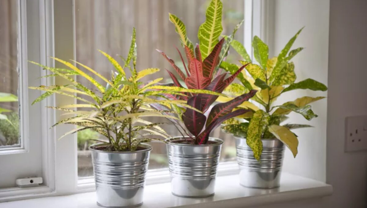 15 Most Popular Indoor Plants