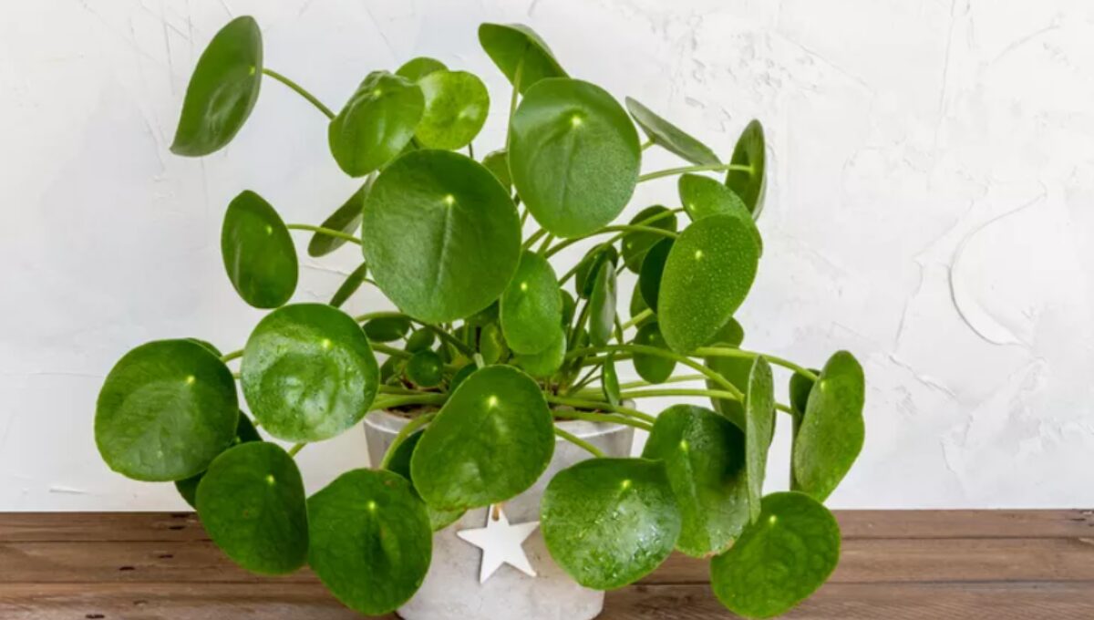 15 Most Popular Indoor Plants