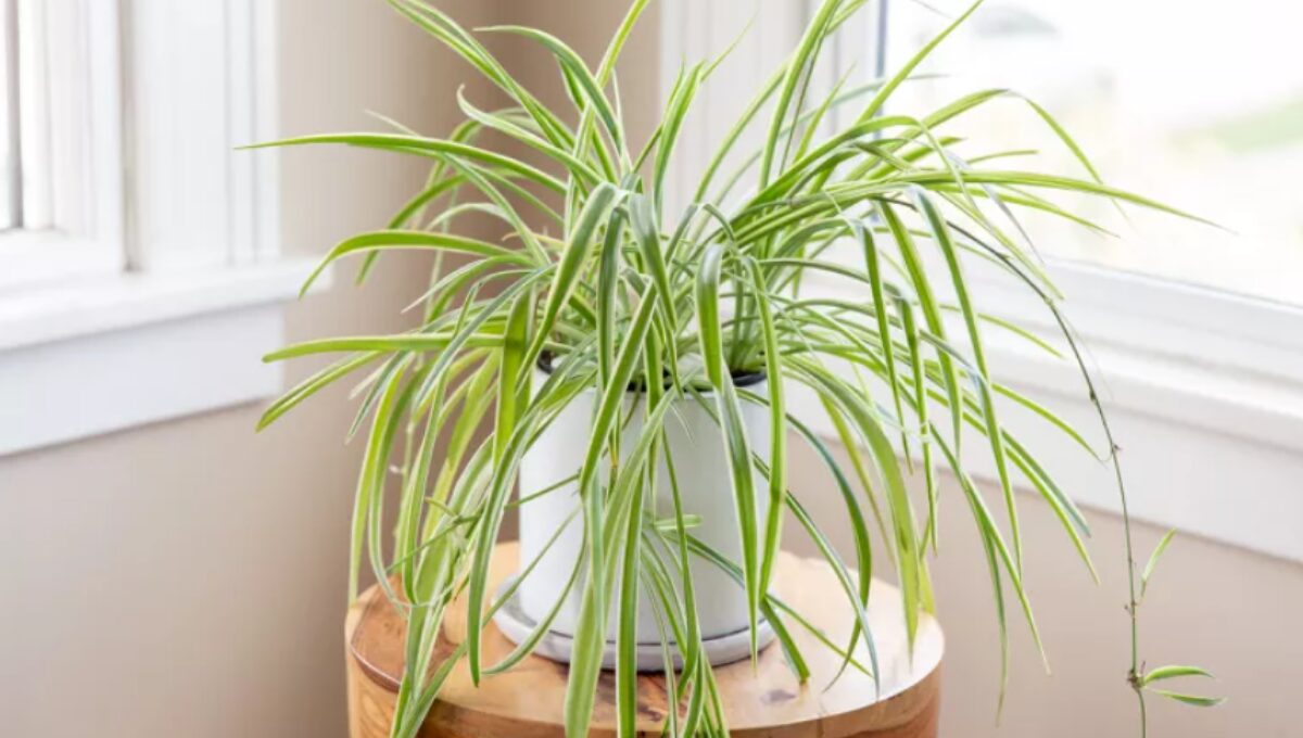 15 Most Popular Indoor Plants