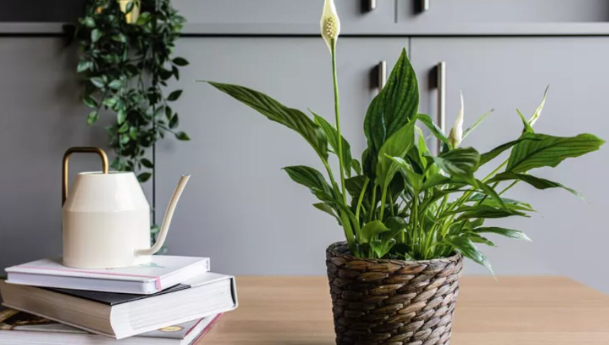 15 Most Popular Indoor Plants