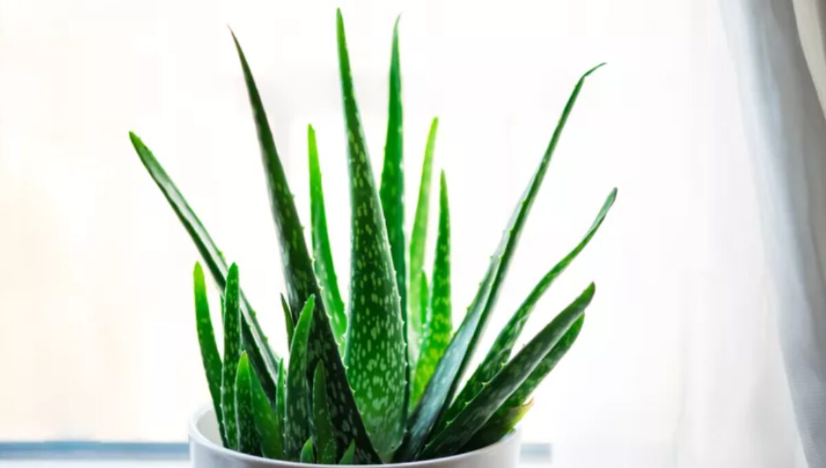 15 Most Popular Indoor Plants