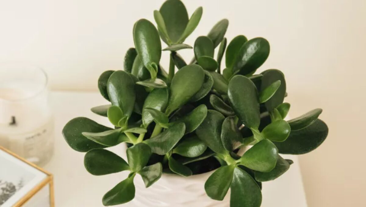 15 Most Popular Indoor Plants