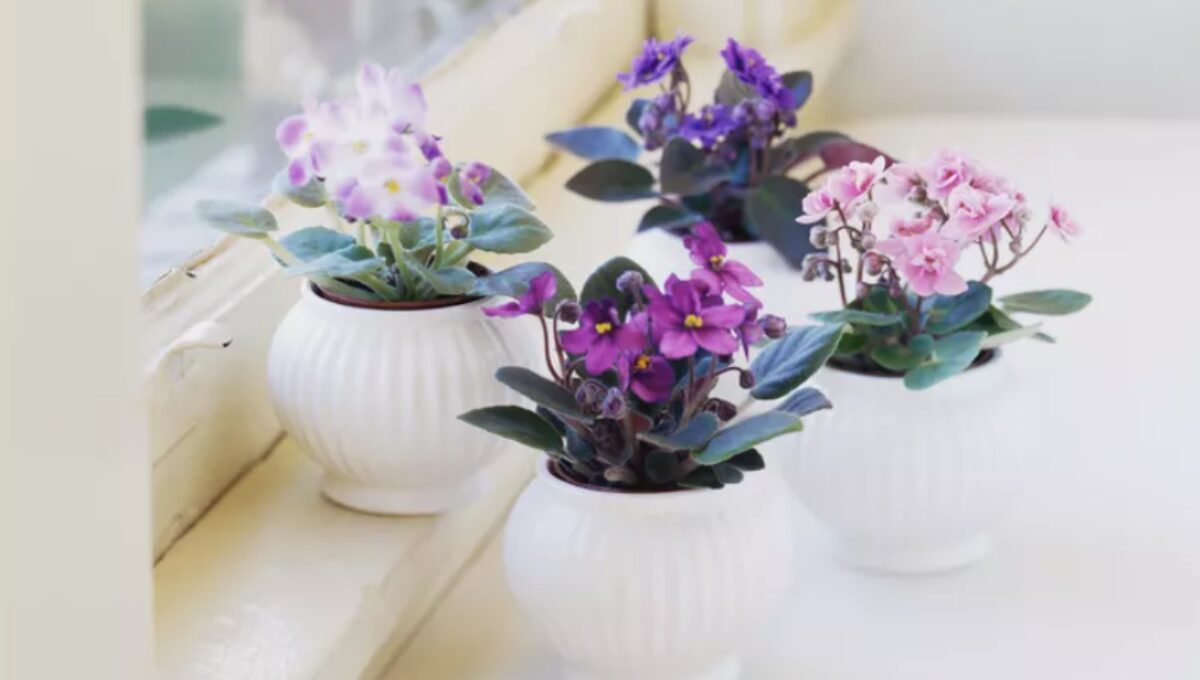 15 Most Popular Indoor Plants