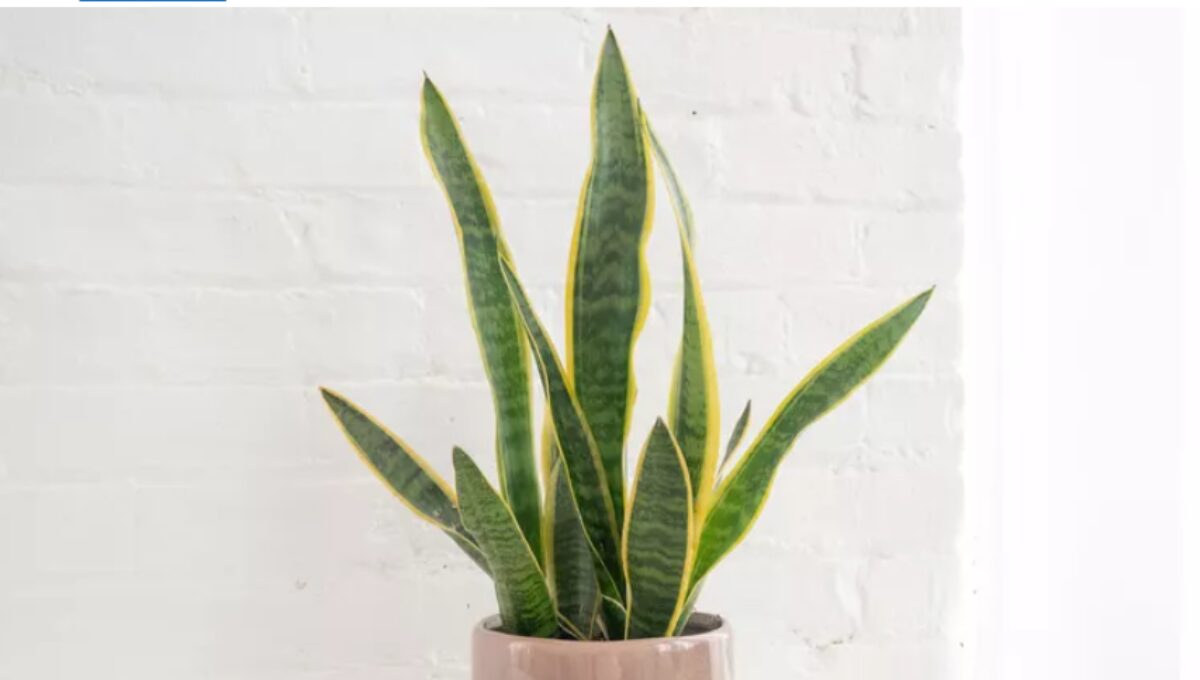 15 Most Popular Indoor Plants