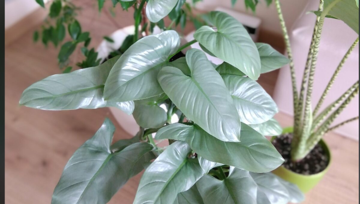 Philodendron Silver Sword Grow and Care Guide