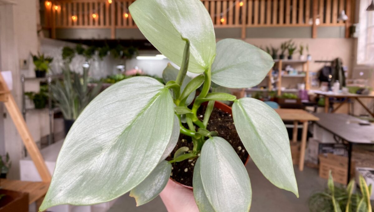 Philodendron Silver Sword Grow and Care Guide