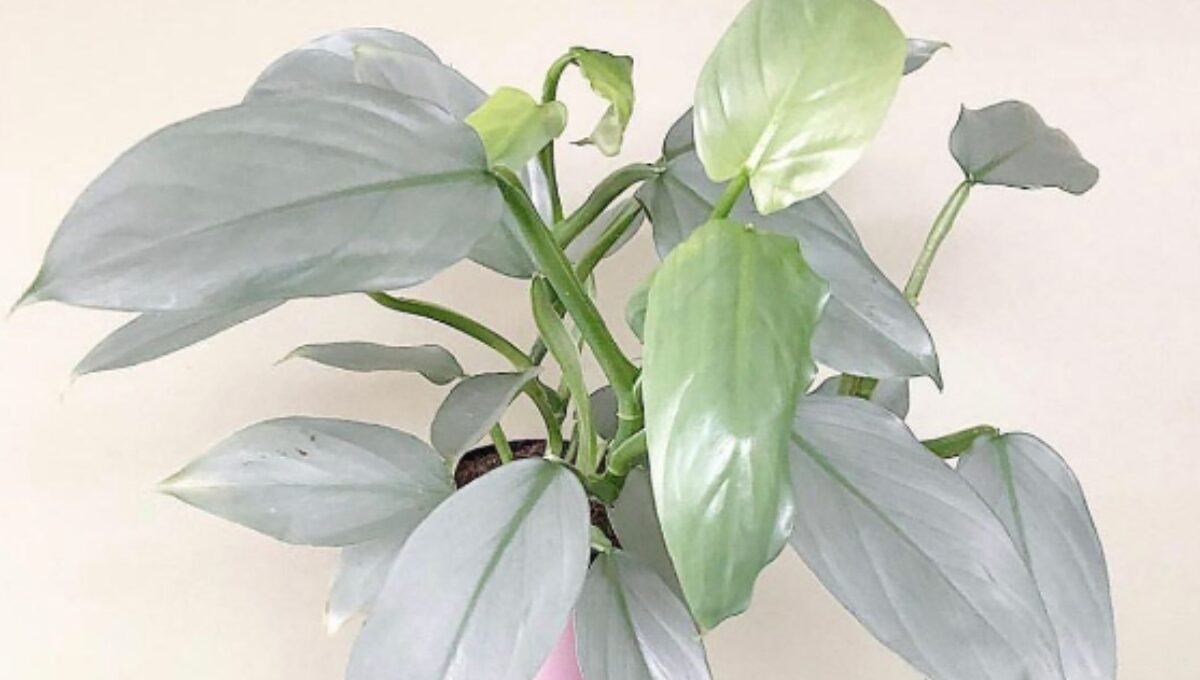 Philodendron Silver Sword Grow and Care Guide