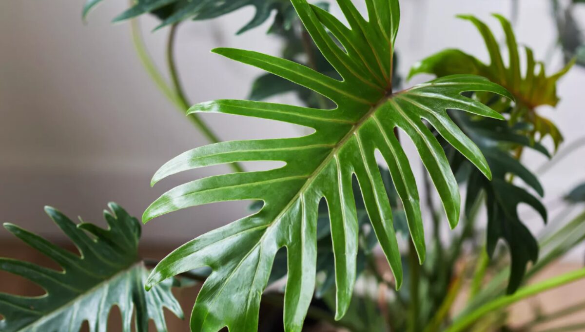 Philodendron Xanadu Grow and Care Guide