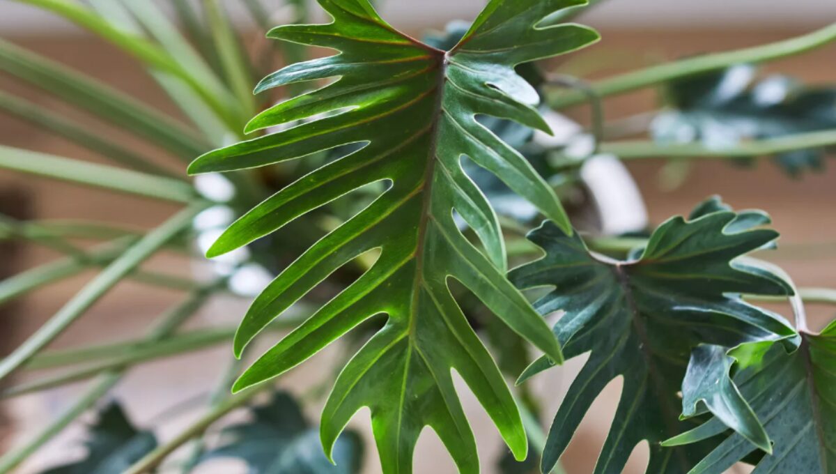 Philodendron Xanadu Grow and Care Guide