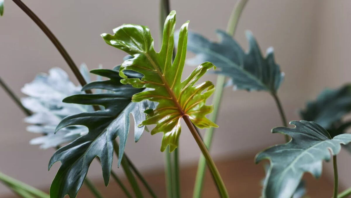 Philodendron Xanadu Grow and Care Guide